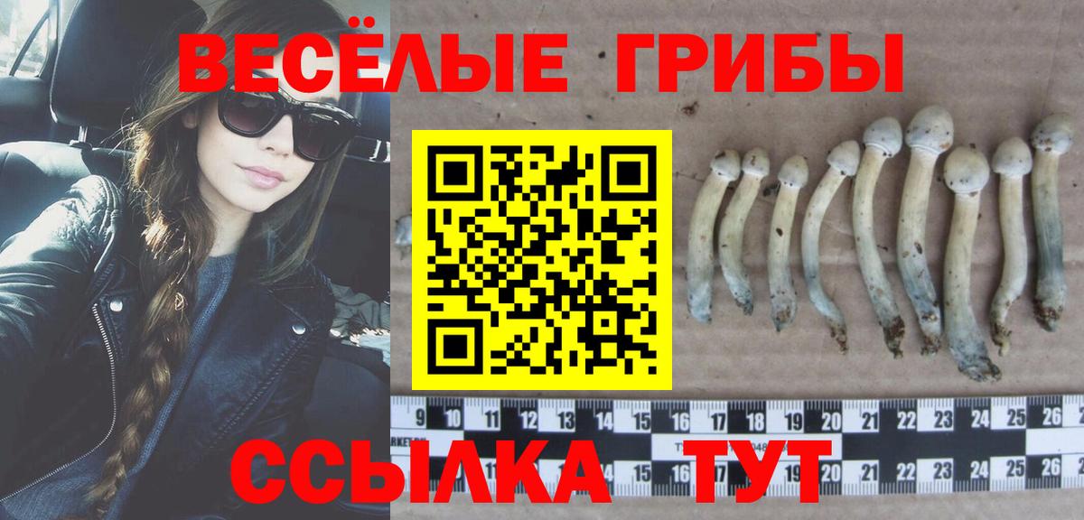 где купить наркоту  Вход с VPN  Моршанск  Галлюциногенные грибы мицелий 